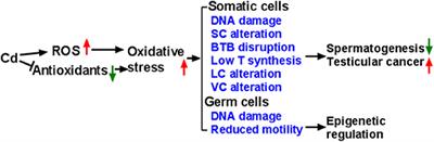 Toxicological Effects of Cadmium on Mammalian Testis